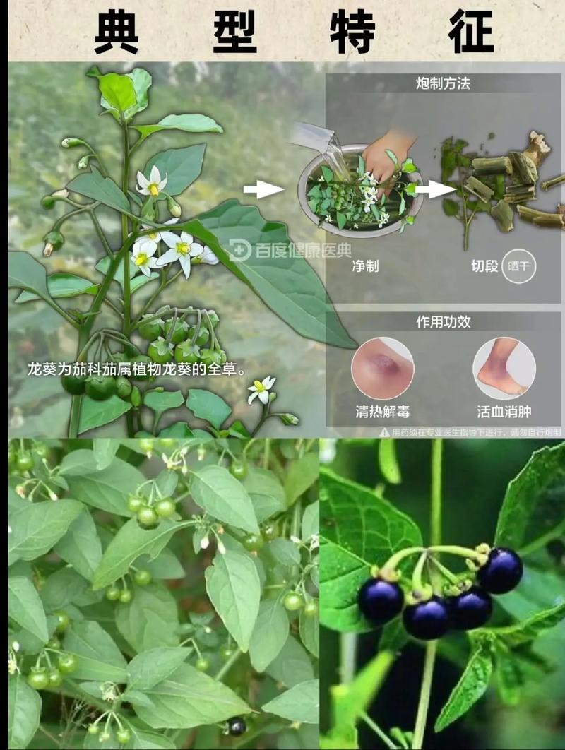 龙葵可以种植吗，水果种子龙葵怎么种植的。 龙葵可以种植吗，水果种子龙葵怎么种植的。 畜牧养殖