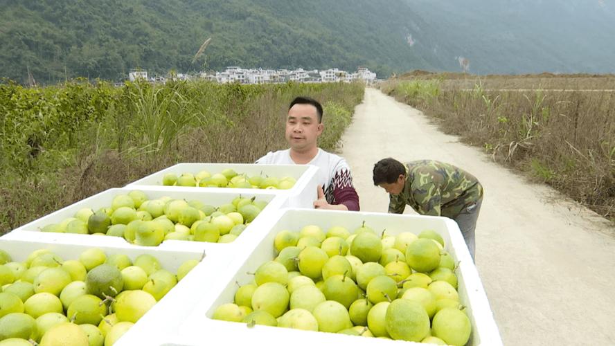 水果货源怎么找，某农户种植的水果今年喜获丰收,总产量为18000千克。 水果货源怎么找，某农户种植的水果今年喜获丰收,总产量为18000千克。 蔬菜种植