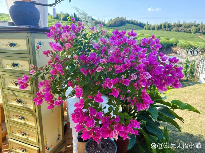 漳州红樱介绍，南靖水果种植基地。 漳州红樱介绍，南靖水果种植基地。 蔬菜种植