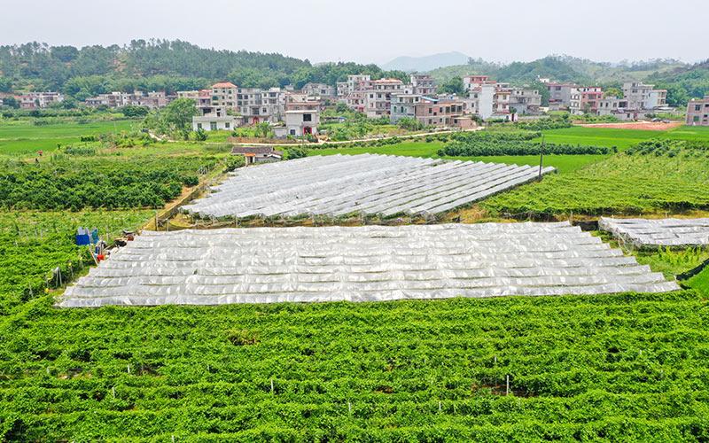 梧州树宝公司地址，梧州高端水果种植基地。 梧州树宝公司地址，梧州高端水果种植基地。 蔬菜种植