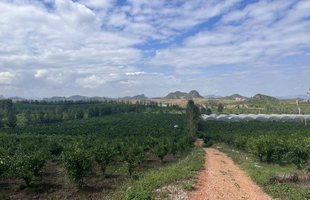 在云南文山地带种植什么果树适合，文山水果种植地点在哪里。 在云南文山地带种植什么果树适合，文山水果种植地点在哪里。 家禽养殖