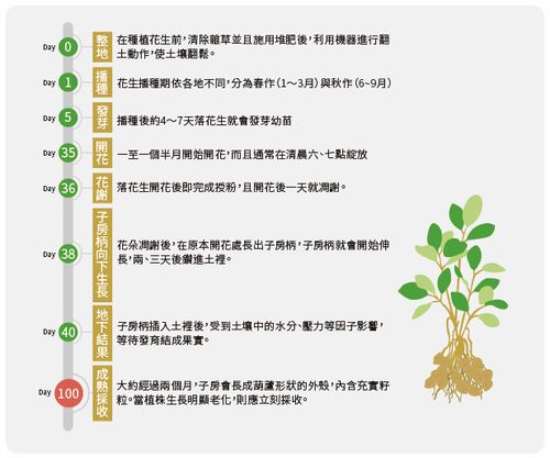 水果花生种植方法，南方水果花生的种植方法。 水果花生种植方法，南方水果花生的种植方法。 家禽养殖