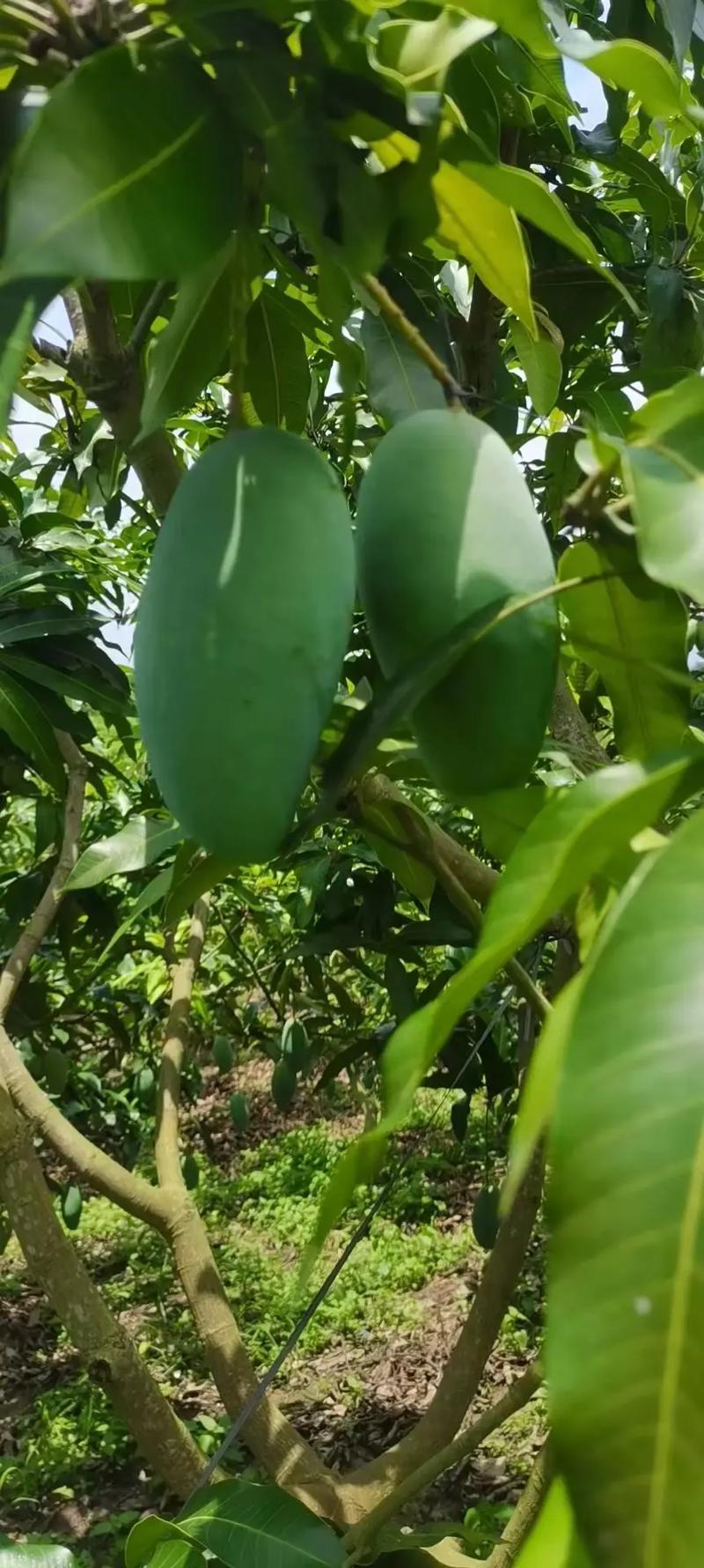 广西特有的水果，广西种植水果的种类有哪些。 广西特有的水果，广西种植水果的种类有哪些。 水果种植