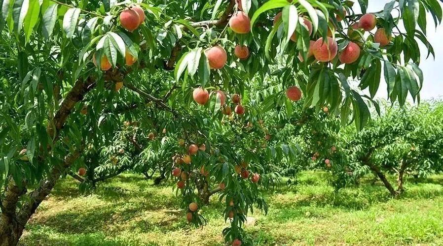 苏州地区适合栽什么果树，海口东山镇水果种植基地。 苏州地区适合栽什么果树，海口东山镇水果种植基地。 蔬菜种植