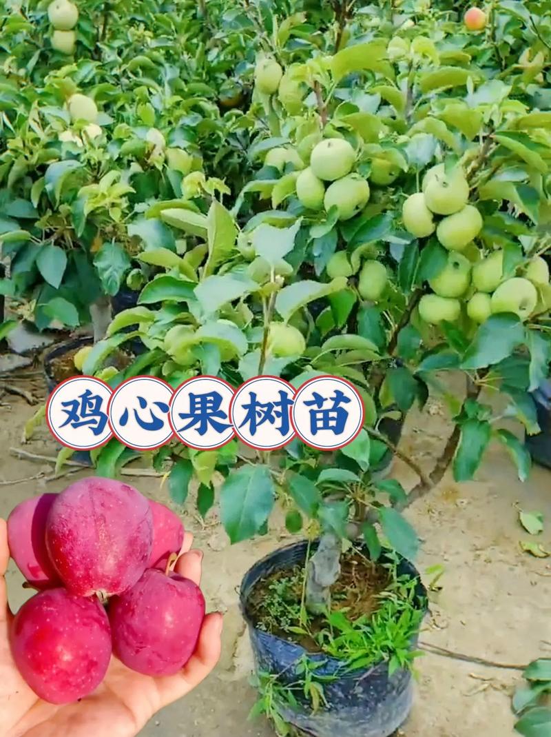 东北种植，果树品种有那些，到东北能种植什么水果呢。 东北种植，果树品种有那些，到东北能种植什么水果呢。 蔬菜种植