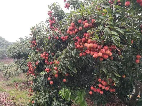 湖北荔枝种子能种出荔枝吗，湖北水果荔枝种植基地在哪里。 湖北荔枝种子能种出荔枝吗，湖北水果荔枝种植基地在哪里。 畜牧养殖