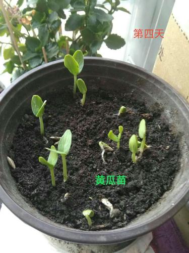 玉女水果黄瓜发芽过程，种植水果发芽教程视频。 玉女水果黄瓜发芽过程，种植水果发芽教程视频。 土壤施肥