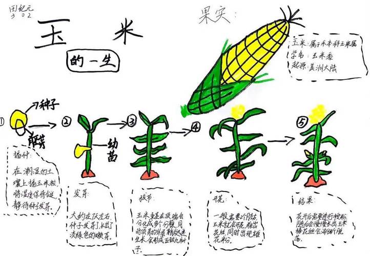 水果玉米种植时间，水果玉米什么时候种植，种植水果玉米教材解析图。 水果玉米种植时间，水果玉米什么时候种植，种植水果玉米教材解析图。 蔬菜种植