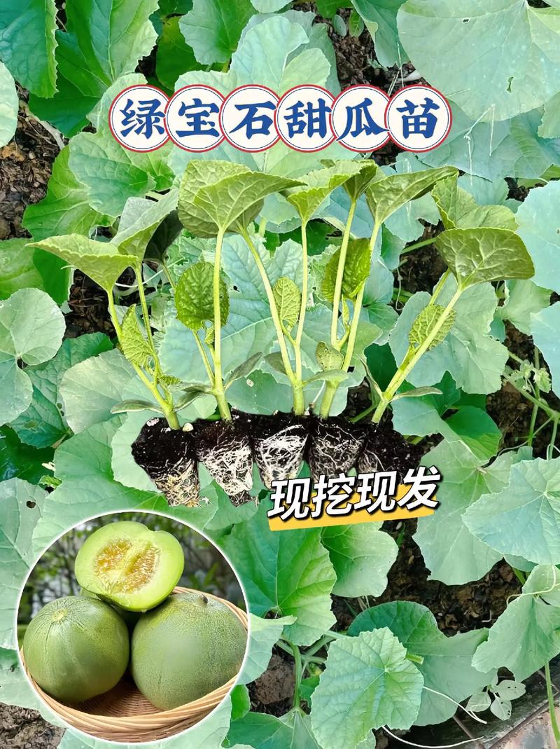 绿宝瓜种植方法，绿宝水果怎么种植的视频。 绿宝瓜种植方法，绿宝水果怎么种植的视频。 土壤施肥