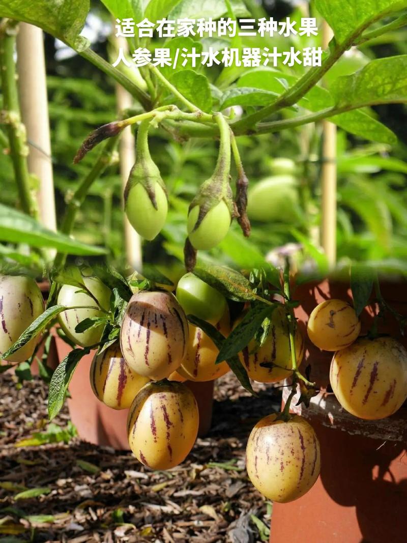 室内适合种植什么水果，对孕妇好的几种植物水果有哪些。 室内适合种植什么水果，对孕妇好的几种植物水果有哪些。 畜牧养殖