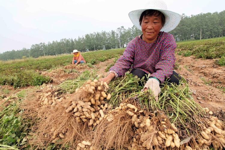 太原地区花生什么时候播种为宜，哪里种植水果花生最多。 太原地区花生什么时候播种为宜，哪里种植水果花生最多。 土壤施肥