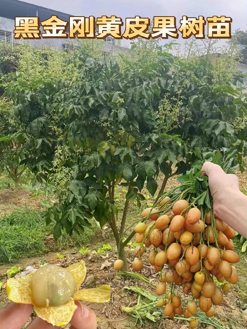 山东省可以种植黄皮吗，聊城水果种植基地。 山东省可以种植黄皮吗，聊城水果种植基地。 家禽养殖