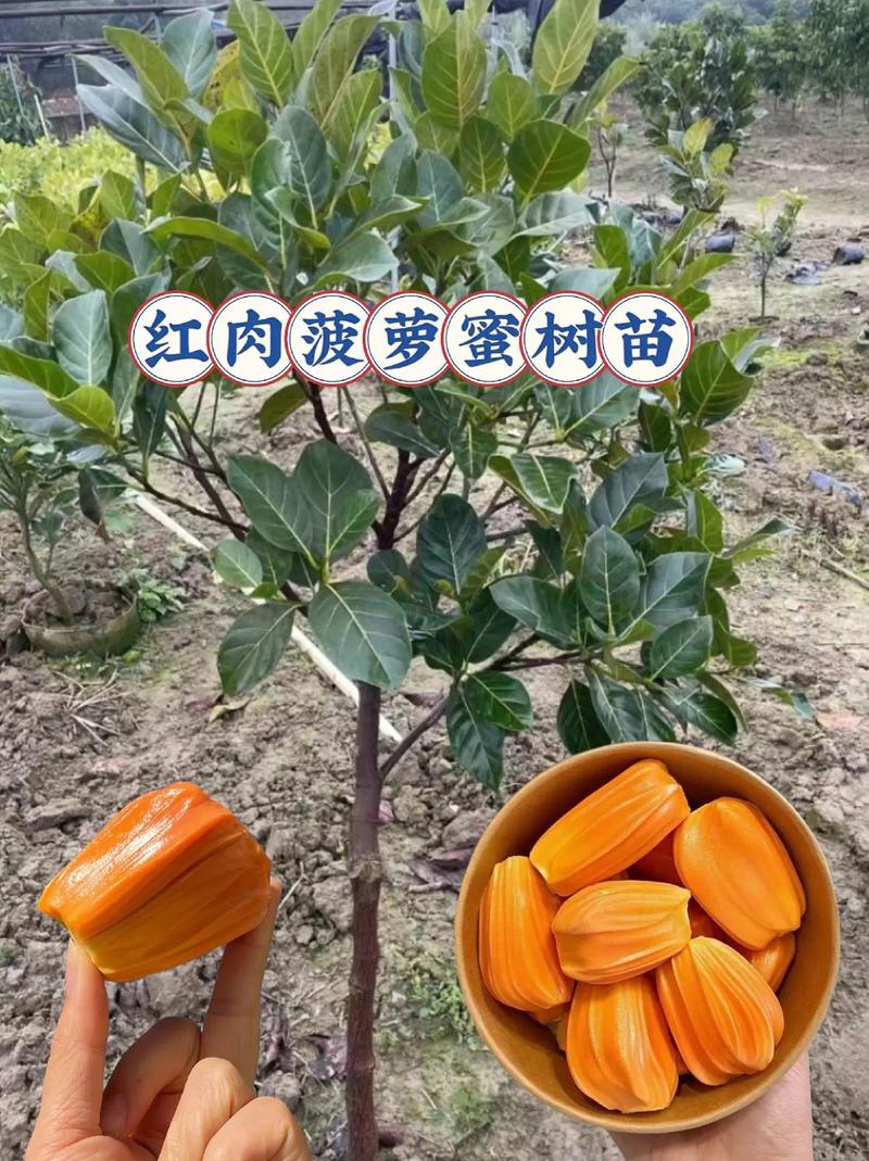 红肉菠萝蜜在我国哪里有种植，高州水果种植基地。 红肉菠萝蜜在我国哪里有种植，高州水果种植基地。 蔬菜种植