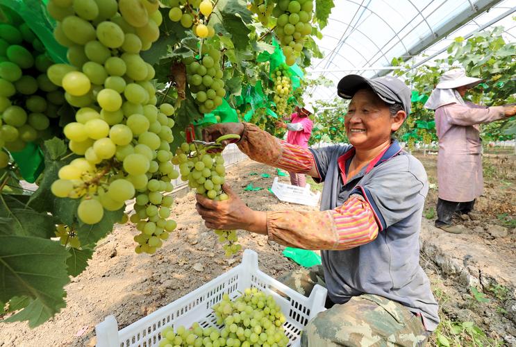 农民该如何去发展有机水果种植，江苏水果种植视频大全。 农民该如何去发展有机水果种植，江苏水果种植视频大全。 家禽养殖