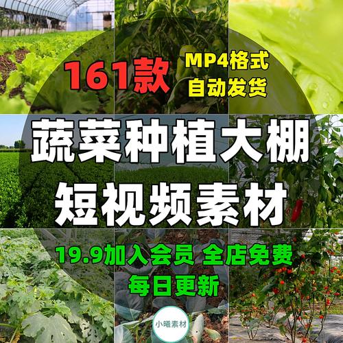 大棚种植什么水果、蔬菜赚钱？怎么管理温室大棚收益更高，种植水果合集视频大全。 大棚种植什么水果、蔬菜赚钱？怎么管理温室大棚收益更高，种植水果合集视频大全。 蔬菜种植