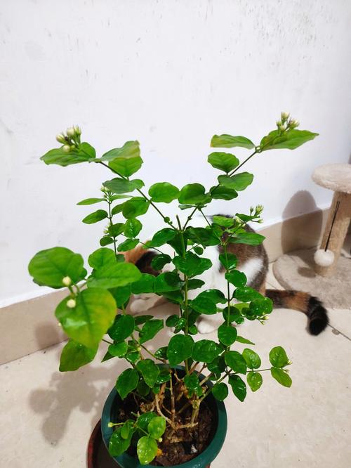 苿莉花怎样种植，水果姑娘种植法图片大全。 苿莉花怎样种植，水果姑娘种植法图片大全。 蔬菜种植