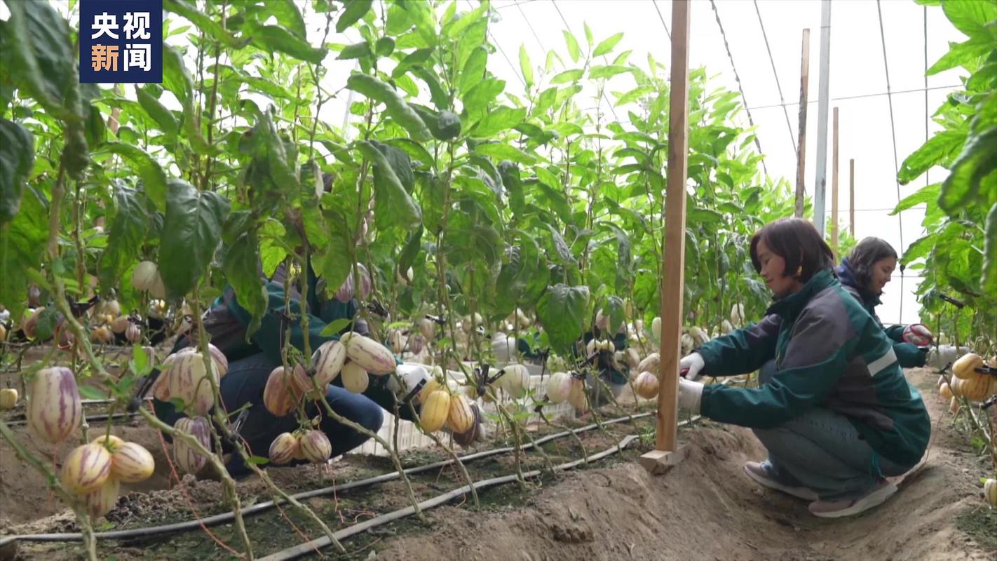 沙漠里可以种哪些果树，沙漠水果种植的气候优势。 沙漠里可以种哪些果树，沙漠水果种植的气候优势。 蔬菜种植