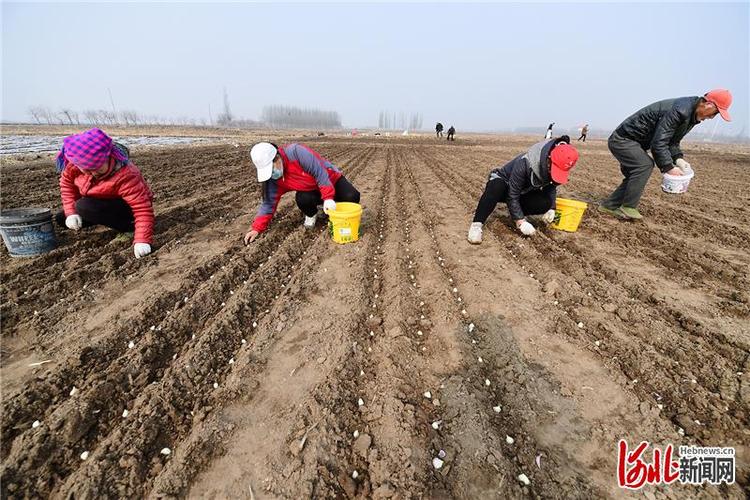 大棚大蒜地里可以套种什么其他农作物，玉米大蒜水果种植方法视频。 大棚大蒜地里可以套种什么其他农作物，玉米大蒜水果种植方法视频。 畜牧养殖