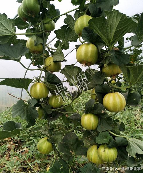 甜瓜种植技术，水果甜瓜种植技术视频。 甜瓜种植技术，水果甜瓜种植技术视频。 蔬菜种植