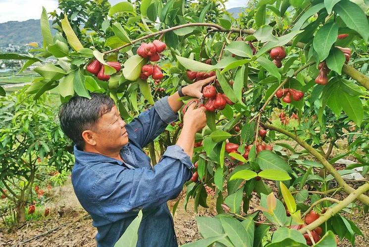 莲雾为什么销量不高，新兴水果种植基地在哪里。 莲雾为什么销量不高，新兴水果种植基地在哪里。 水果种植