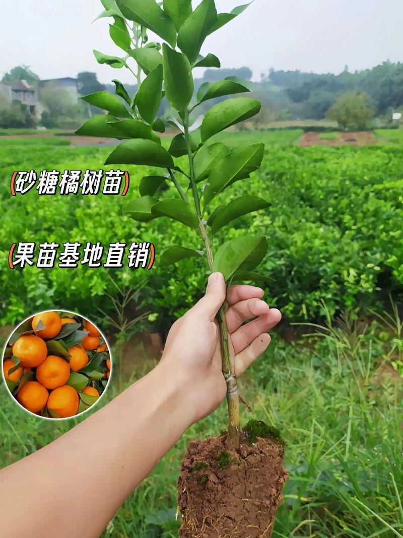 什么水果种植结果最快，水果从种植到餐桌上的过程。 什么水果种植结果最快，水果从种植到餐桌上的过程。 水果种植