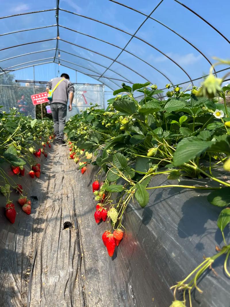 大棚种植什么好种，附近大棚水果种植基地在哪里。 大棚种植什么好种，附近大棚水果种植基地在哪里。 家禽养殖