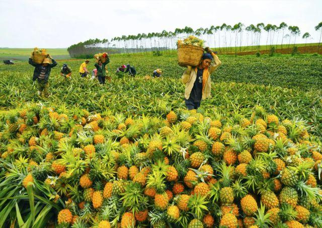 东北适合种植什么水果，东北种植不了水果吗为什么。 东北适合种植什么水果，东北种植不了水果吗为什么。 家禽养殖