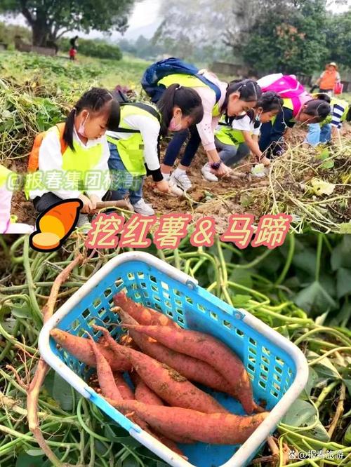 大鹏美丽乡村介绍，种植水果大鹏鸟视频大全。 大鹏美丽乡村介绍，种植水果大鹏鸟视频大全。 畜牧养殖