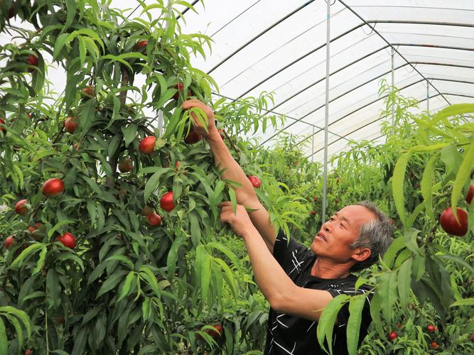 我想承包农民的土地种植果树，如何做最合理，如何用荒地种植水果蔬菜。 我想承包农民的土地种植果树，如何做最合理，如何用荒地种植水果蔬菜。 蔬菜种植