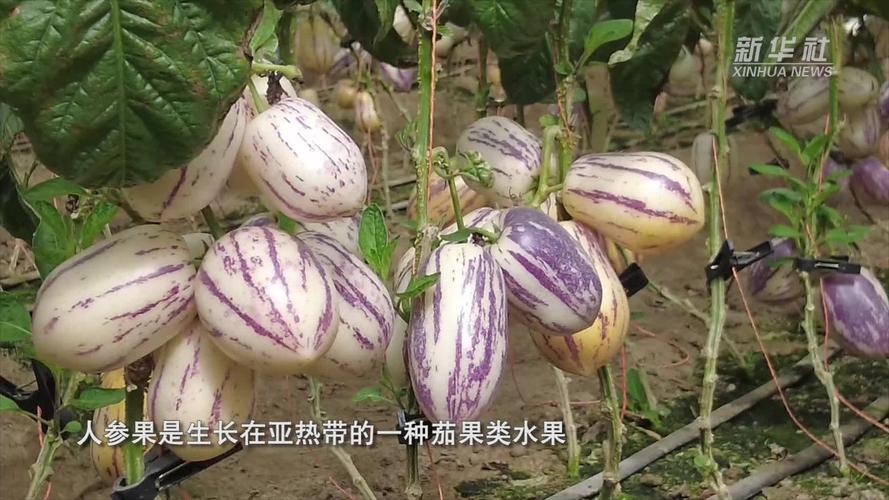 适合亚热带季风气候种植的水果有哪些，适合学生种植的水果有哪些。 适合亚热带季风气候种植的水果有哪些，适合学生种植的水果有哪些。 畜牧养殖