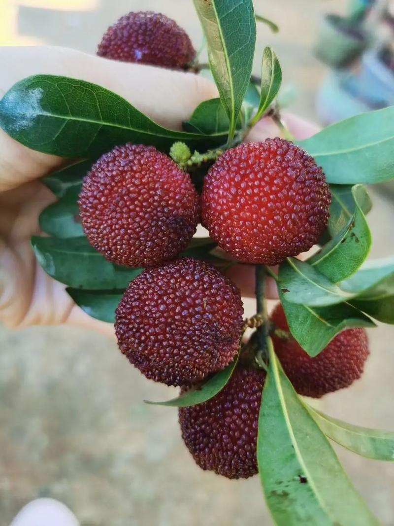 江阴杨梅何时开园，江阴种植水果基地。 江阴杨梅何时开园，江阴种植水果基地。 土壤施肥