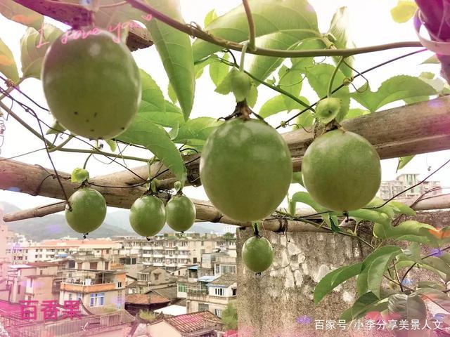 楼顶种什么水果最旺宅，楼顶可种植哪些水果树。 楼顶种什么水果最旺宅，楼顶可种植哪些水果树。 畜牧养殖