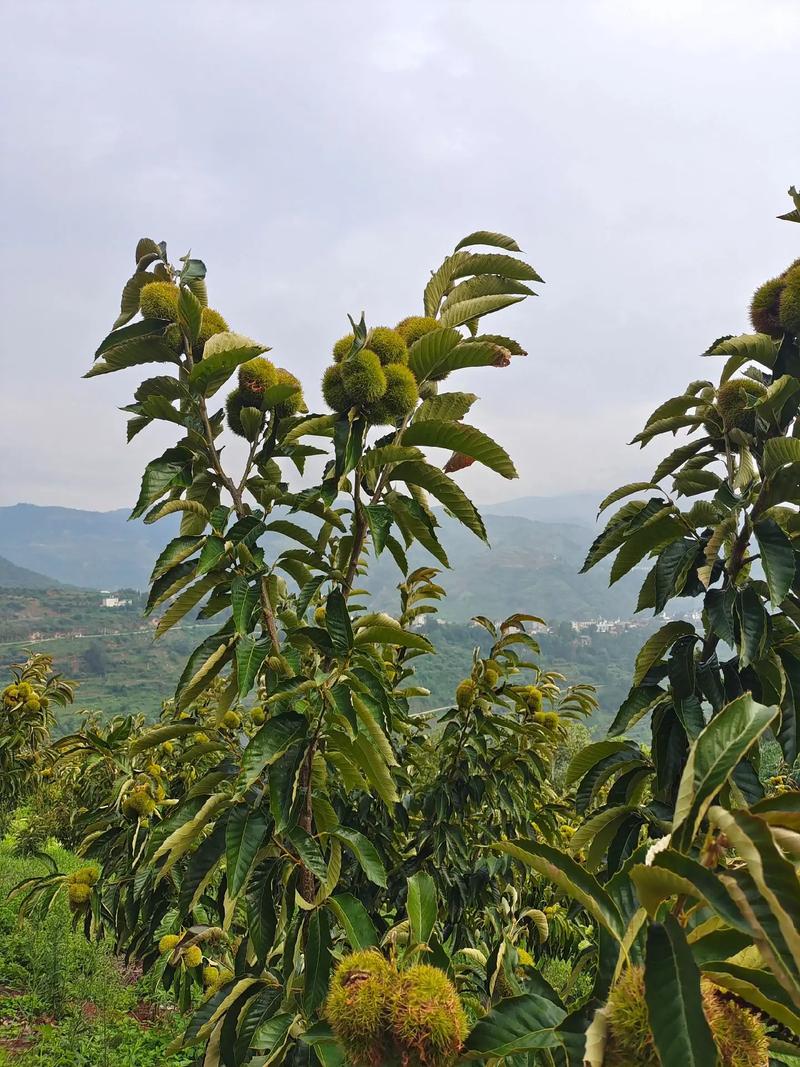 什么水果是在8月~9月之间开的，奉节栗子水果种植基地在哪里。 什么水果是在8月~9月之间开的，奉节栗子水果种植基地在哪里。 水果种植