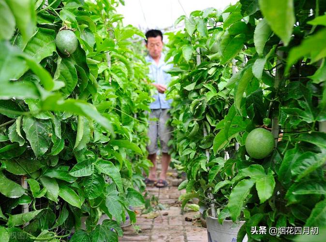 果树种植。如何有效调节营养生长与生殖生长，水果树种植管理方法。 果树种植。如何有效调节营养生长与生殖生长，水果树种植管理方法。 蔬菜种植