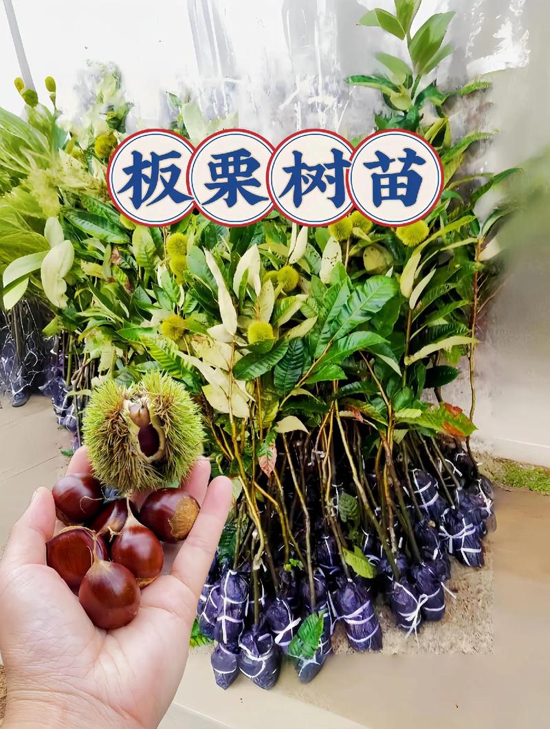 板栗的种植方法，水果栗子怎么种植方法。 板栗的种植方法，水果栗子怎么种植方法。 畜牧养殖