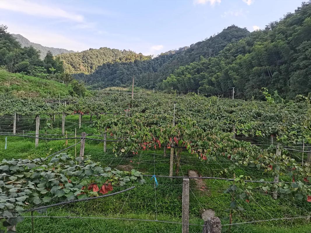 六安金寨猕猴桃怎么样，金寨有什么水果种植基地。 六安金寨猕猴桃怎么样，金寨有什么水果种植基地。 蔬菜种植