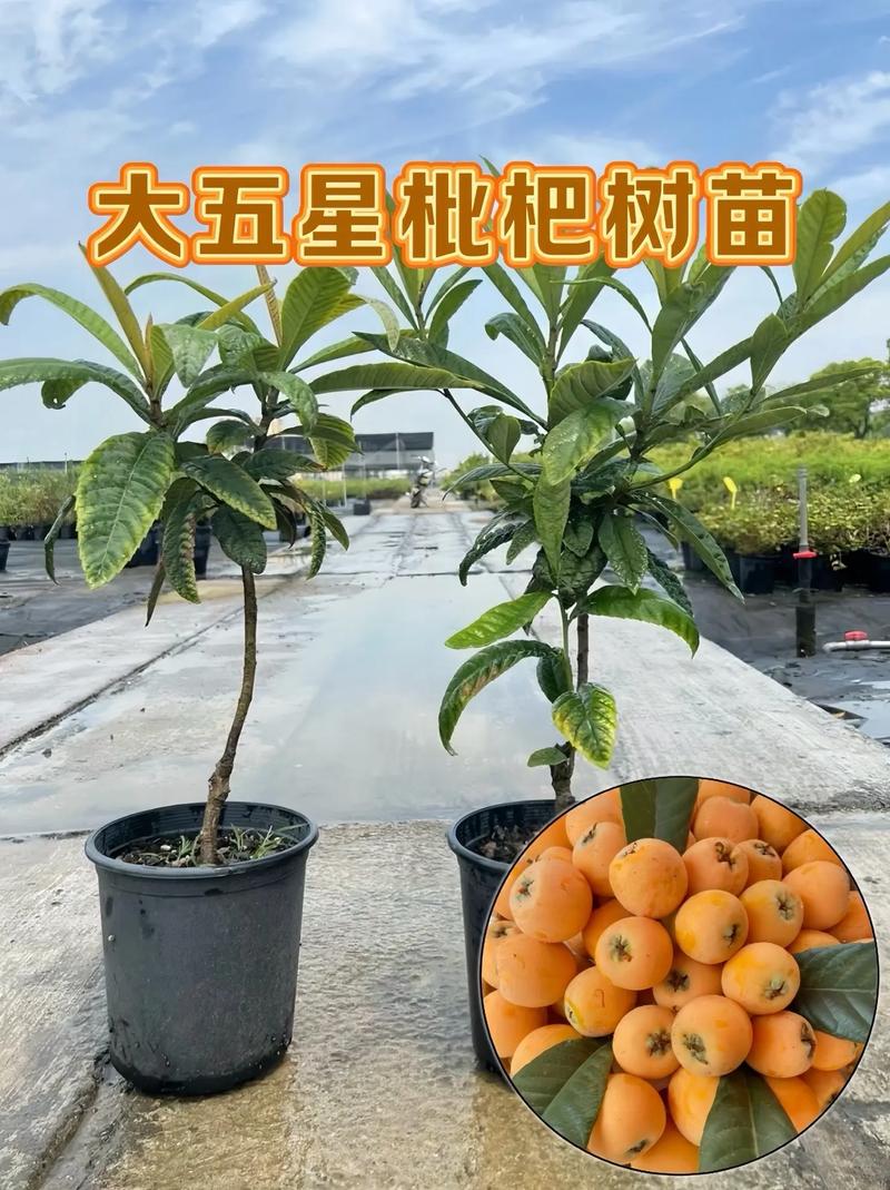 枇杷种植方法，水果枇杷的种植方法视频。 枇杷种植方法，水果枇杷的种植方法视频。 水果种植