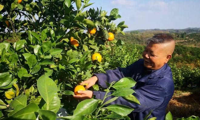 冰糖桔种植的时间和方法，海南水果冰糖桔种植基地。 冰糖桔种植的时间和方法，海南水果冰糖桔种植基地。 家禽养殖