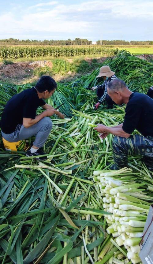 云贵川人最喜欢吃什么蔬菜，剑川水田种植什么水果最好。 云贵川人最喜欢吃什么蔬菜，剑川水田种植什么水果最好。 家禽养殖