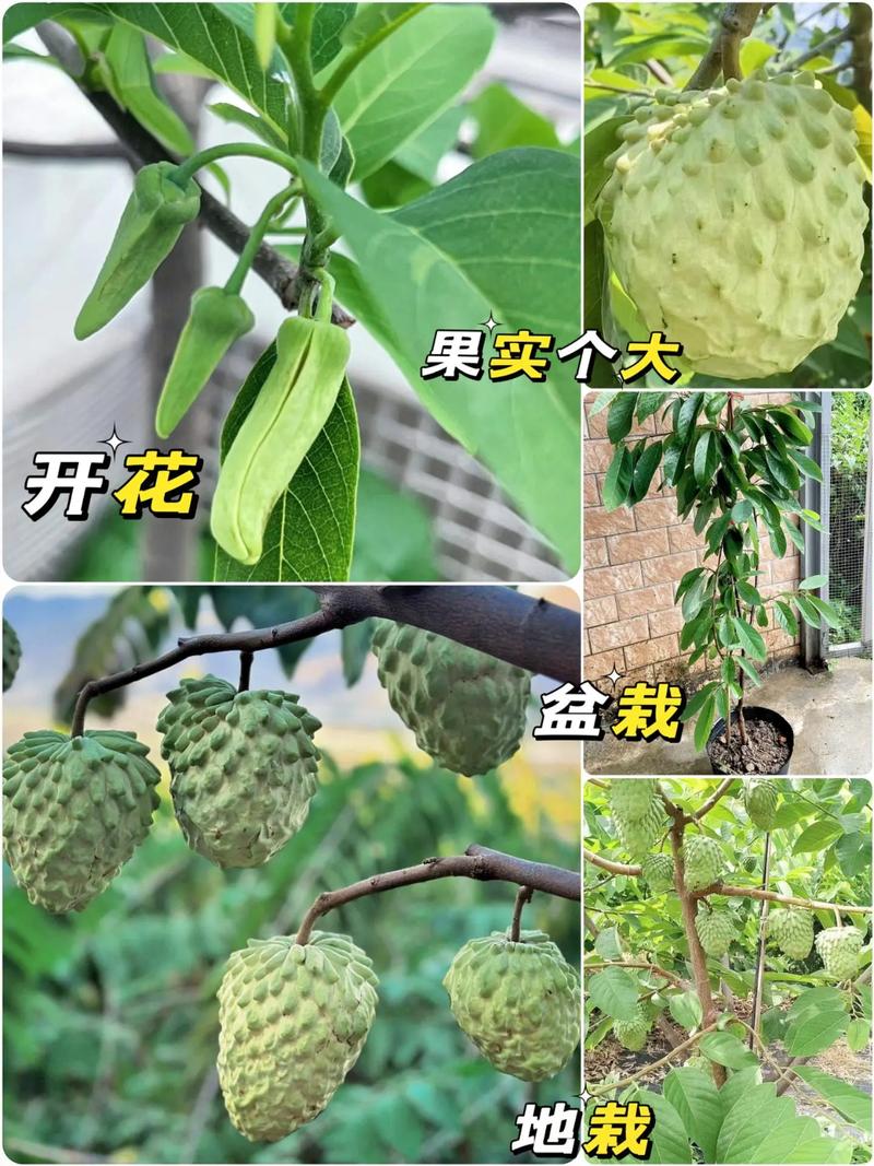 释迦果怎么种植，释迦水果种植管理方法。 释迦果怎么种植，释迦水果种植管理方法。 家禽养殖