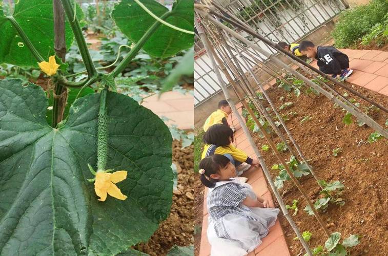 水果黄瓜种植全过程，水果全面种植过程图片。 水果黄瓜种植全过程，水果全面种植过程图片。 水果种植