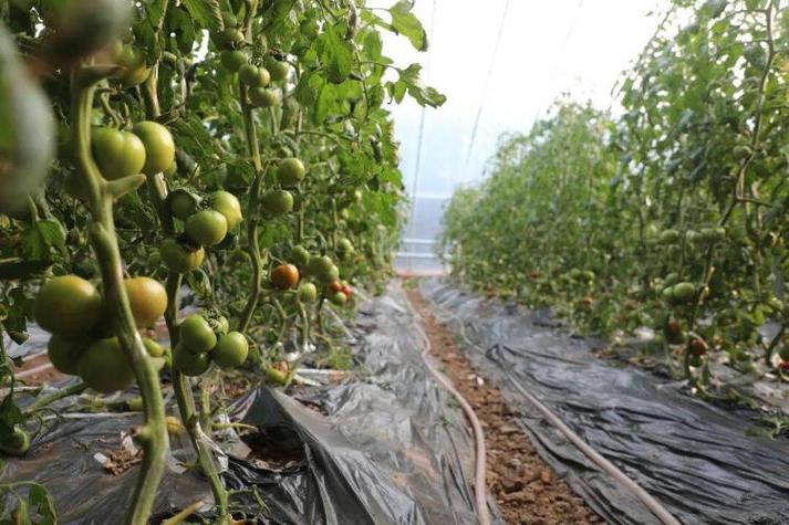 西红柿的老家在什么地方，水果西红柿种植基地在哪里。 西红柿的老家在什么地方，水果西红柿种植基地在哪里。 畜牧养殖