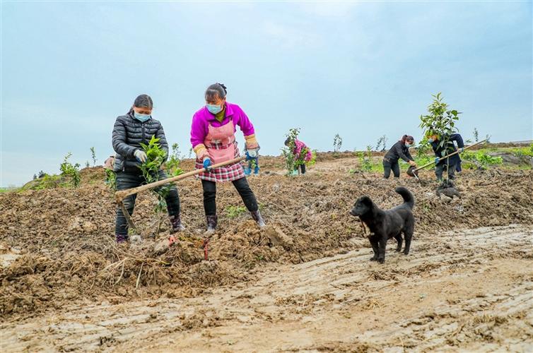 一亩地怎么种果树，田地种植水果教程视频。 一亩地怎么种果树，田地种植水果教程视频。 水果种植