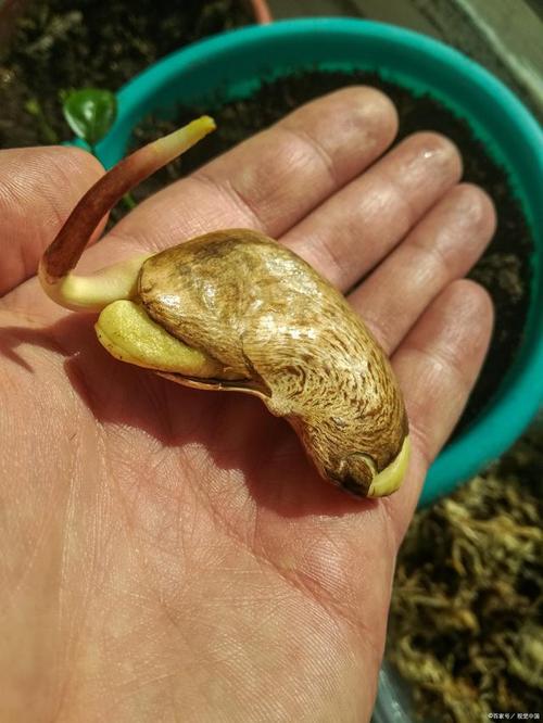 水果种子的种植方法，水果发芽种植教程图解视频。 水果种子的种植方法，水果发芽种植教程图解视频。 水果种植