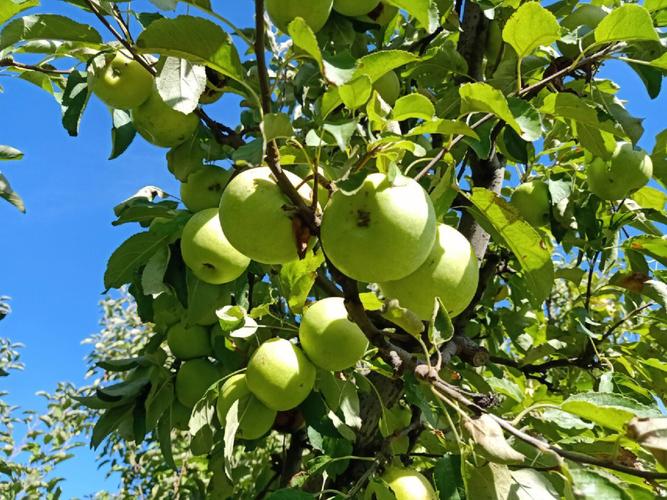 中国的夏季那个地方最凉快？哪些地方水果蔬菜最适宜生长，珀斯水果种植基地在哪里。 中国的夏季那个地方最凉快？哪些地方水果蔬菜最适宜生长，珀斯水果种植基地在哪里。 蔬菜种植