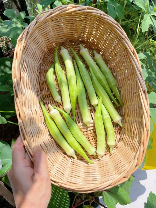 秋葵在采摘完留下枝和根怎利用，水培水果秋葵种植方法视频。 秋葵在采摘完留下枝和根怎利用，水培水果秋葵种植方法视频。 畜牧养殖