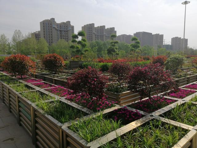 河南周口鹿邑能种火龙果吗，鹿邑苹果水果种植基地在哪里。 河南周口鹿邑能种火龙果吗，鹿邑苹果水果种植基地在哪里。 畜牧养殖