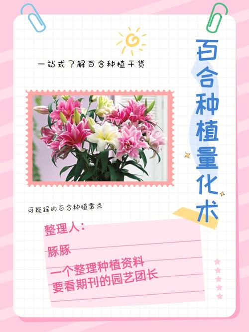 水果百合种植技术，百合种植多久才能吃水果呢。 水果百合种植技术，百合种植多久才能吃水果呢。 土壤施肥