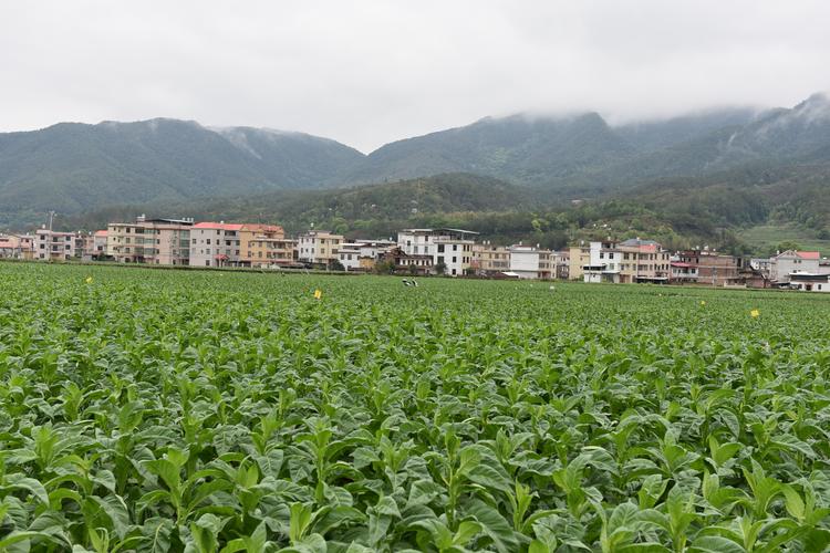 福建上杭气候是什么样，上杭水果种植面积多少亩。 福建上杭气候是什么样，上杭水果种植面积多少亩。 蔬菜种植