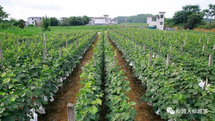 湖北恩施适合种植什么水果，恩施水果葡萄种植基地在哪里。 湖北恩施适合种植什么水果，恩施水果葡萄种植基地在哪里。 水果种植